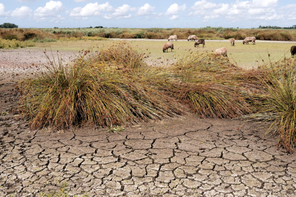 Een door het watertekort opgedroogd veld met op de achtergrond een paar schapen die de laatste grasplukken opeten.