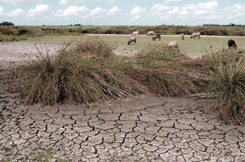 Een door het watertekort opgedroogd veld met op de achtergrond een paar schapen die de laatste grasplukken opeten.