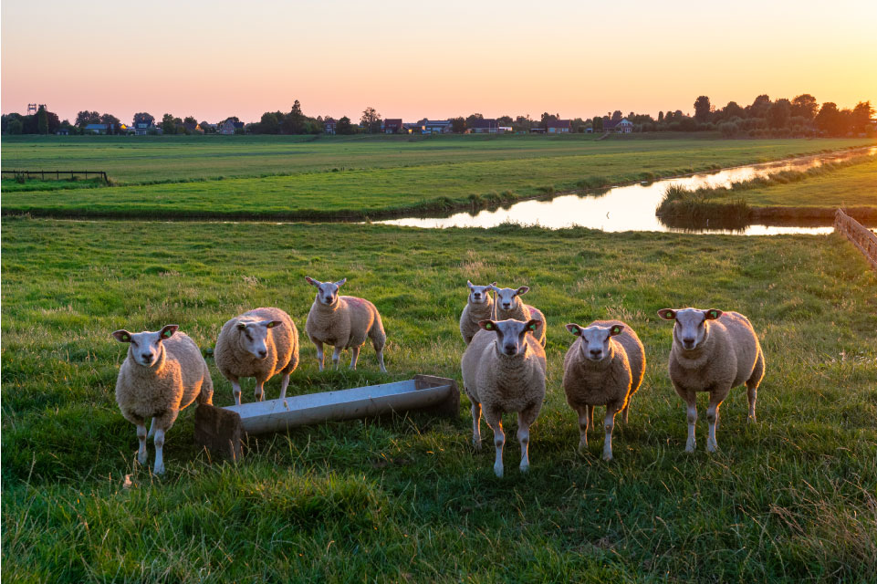 nieuwsgierige schapen bij een drinkbak in de wei